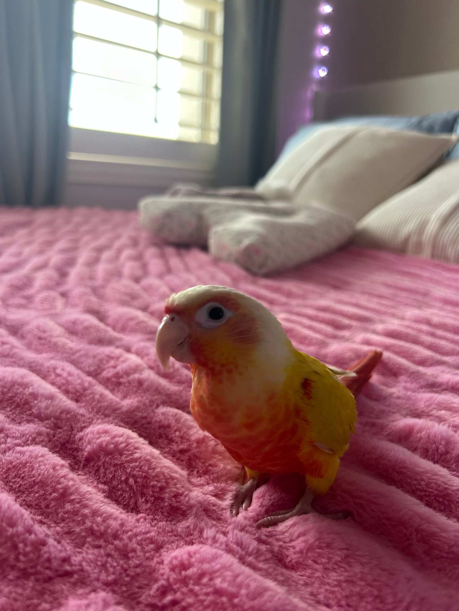 Bird