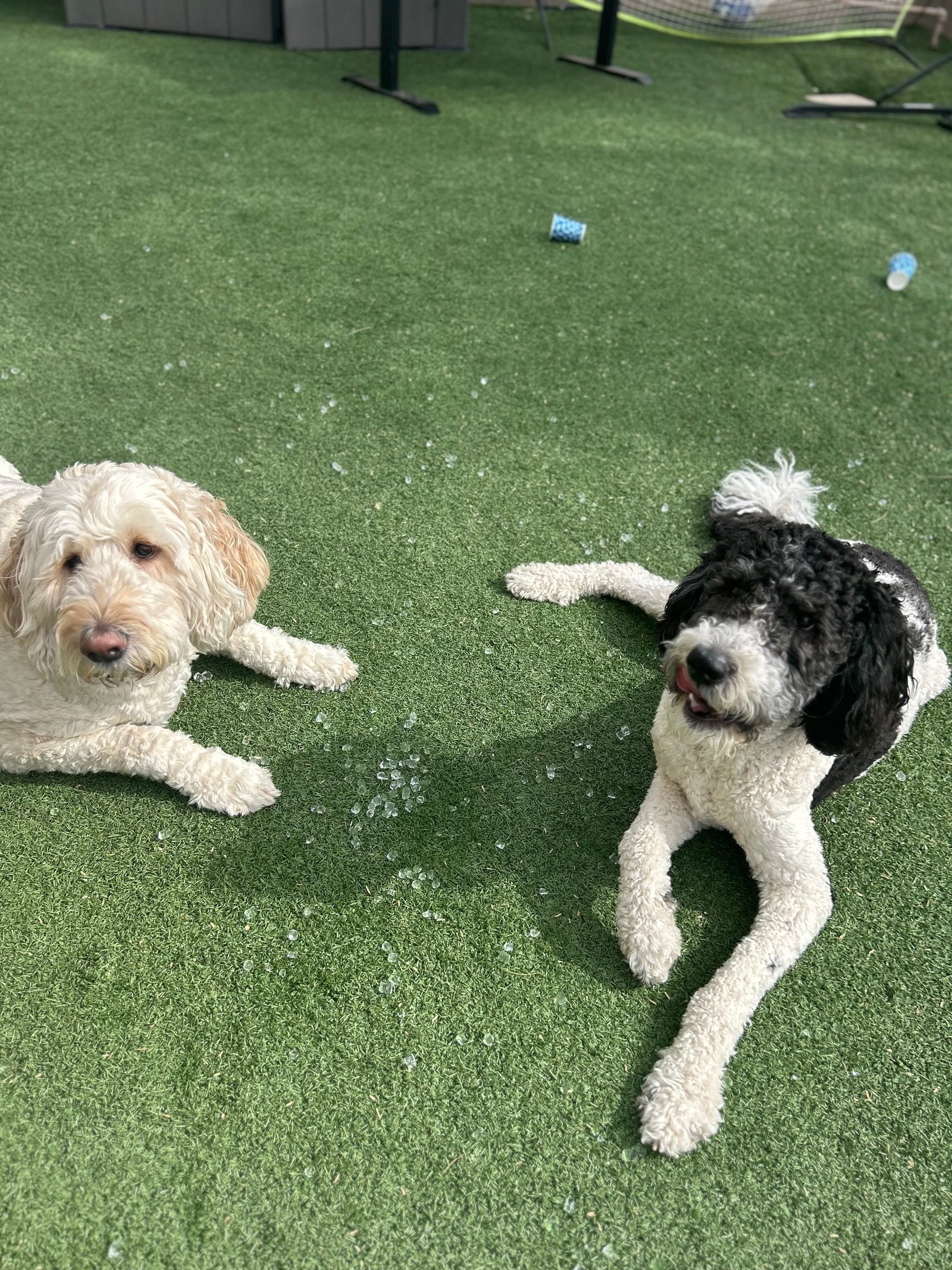 Dogs