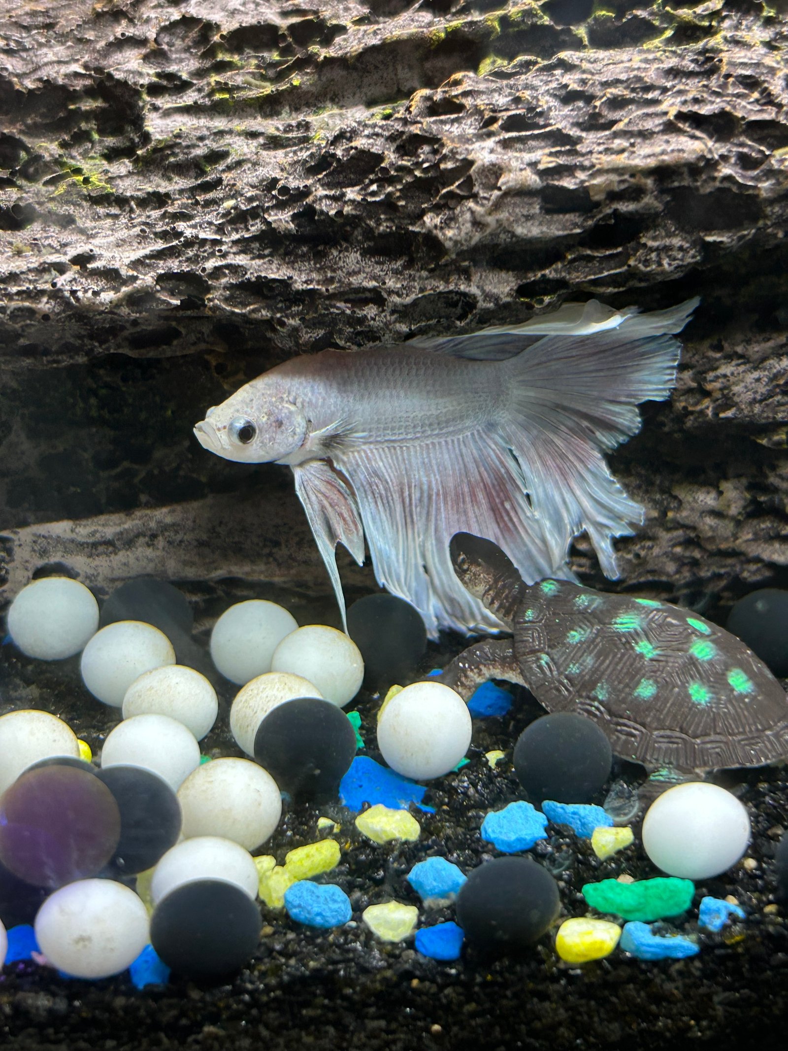 Fish