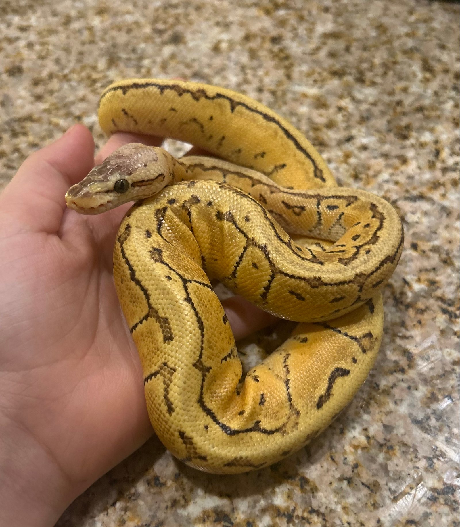 Ball python